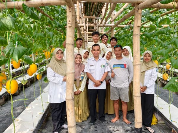 Tim Sikap SMADATA Belajar Karakter dan Ketahanan Pangan di Perkebunan Hidroponik Melon Sweet Lavender Semboro